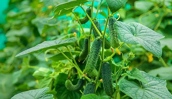 每天一根黄瓜，身体会发生什么变化？