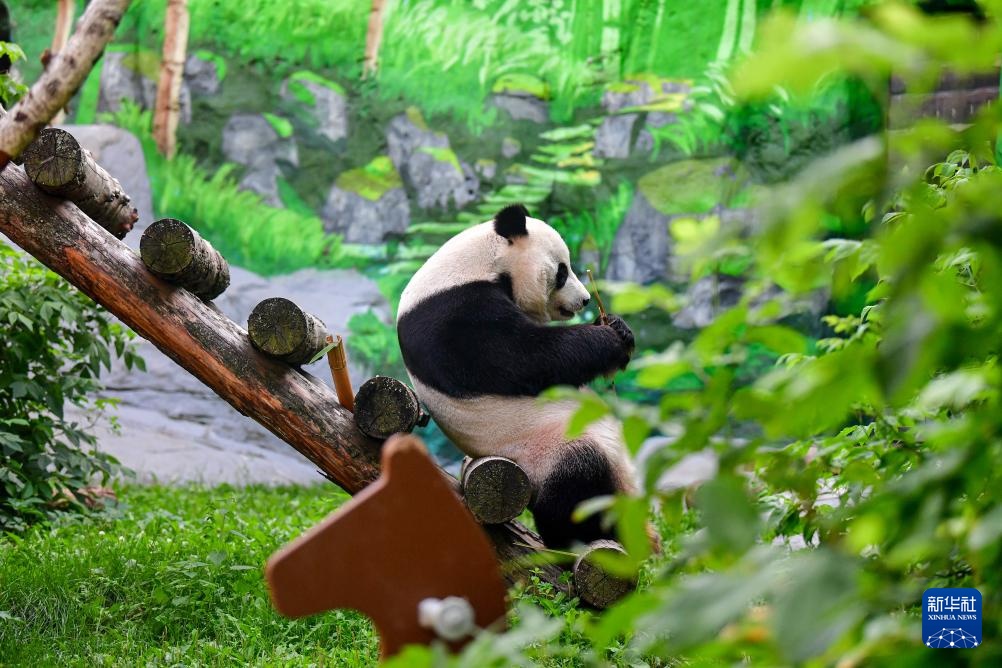 莫斯科动物园为旅俄大熊猫“如意”庆生