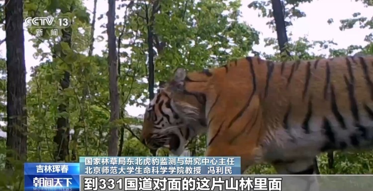 国道附近人虎“狭路相逢”？记者调查发现……