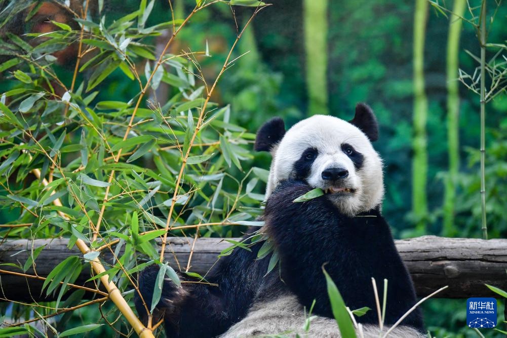 莫斯科动物园为旅俄大熊猫“如意”庆生