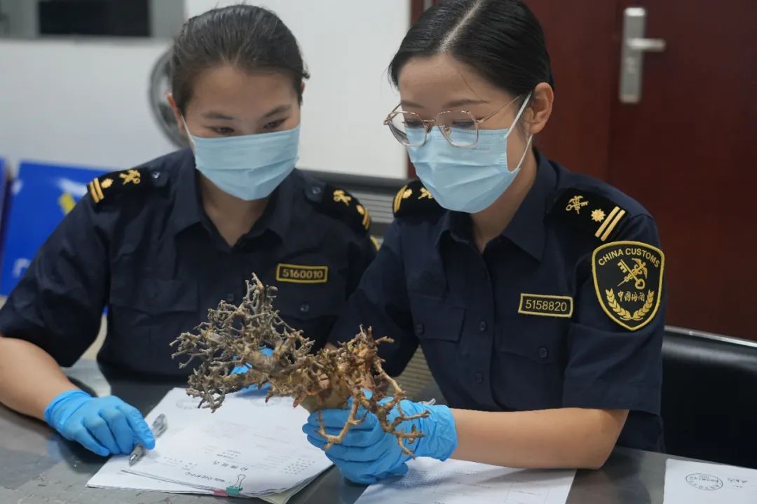 广州海关查获外来物种黄金没（mò）药