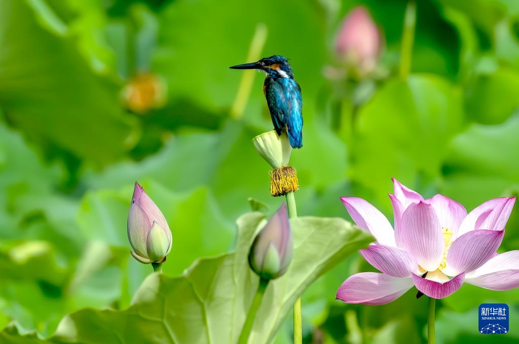 福州：湿地之城 生态画卷