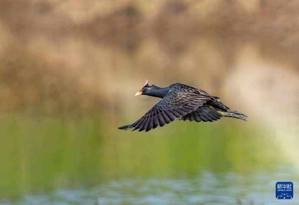 福州：湿地之城 生态画卷