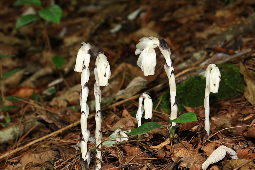 罕见!多次现身武汉地区 罕见!多次现身武汉地区