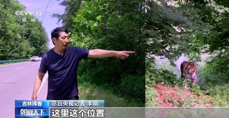 国道附近人虎“狭路相逢”？记者调查发现……