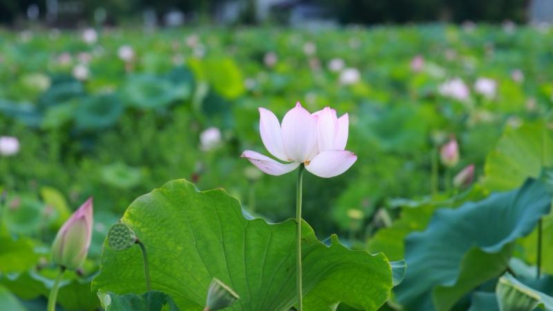 江西全南：夏日荷韵醉游人 “荷”美经济促振兴