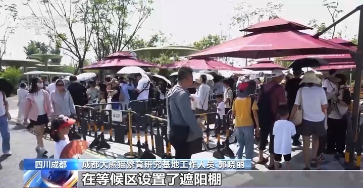 “看熊猫专线” “赏荷巴士”…暑期解锁一站式旅游观光