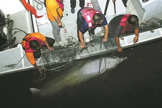 误入珠江7天，中华白海豚获救！