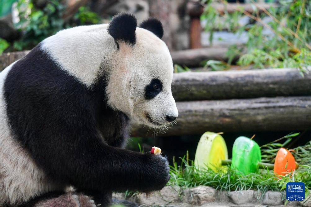 莫斯科动物园为旅俄大熊猫“如意”庆生