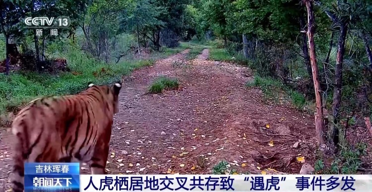 国道附近人虎“狭路相逢”？记者调查发现……