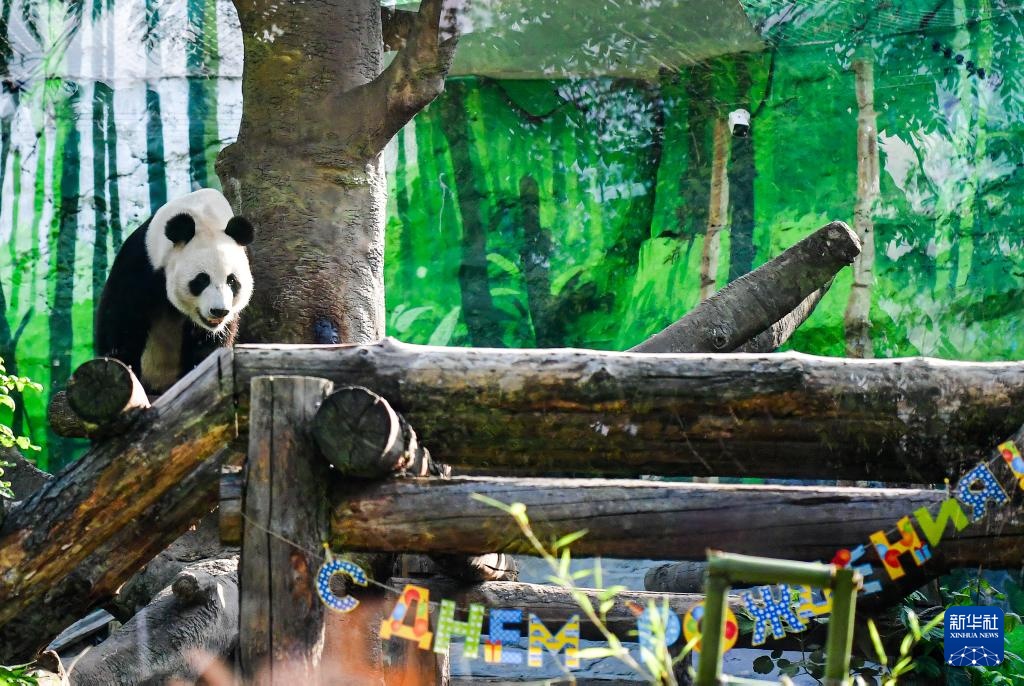 莫斯科动物园为旅俄大熊猫“如意”庆生