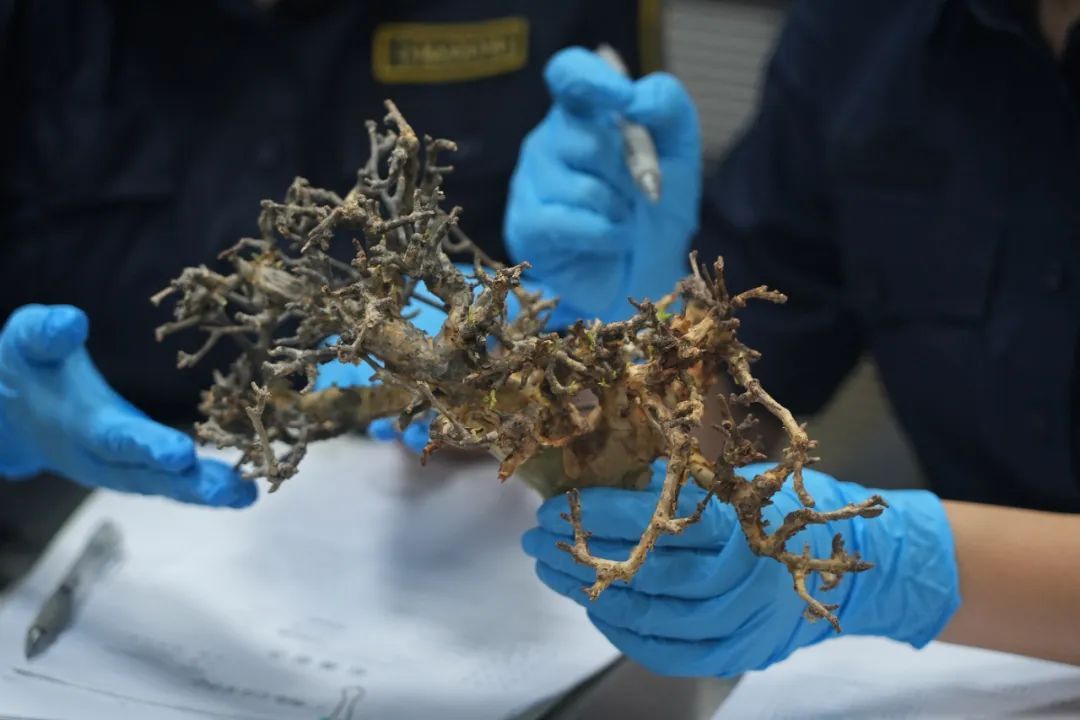 广州海关查获外来物种黄金没（mò）药