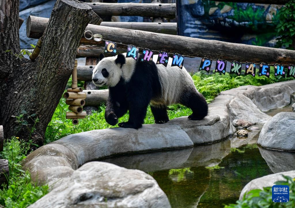 “丁丁”“如意”庆生　莫斯科动物园开启“熊猫周”