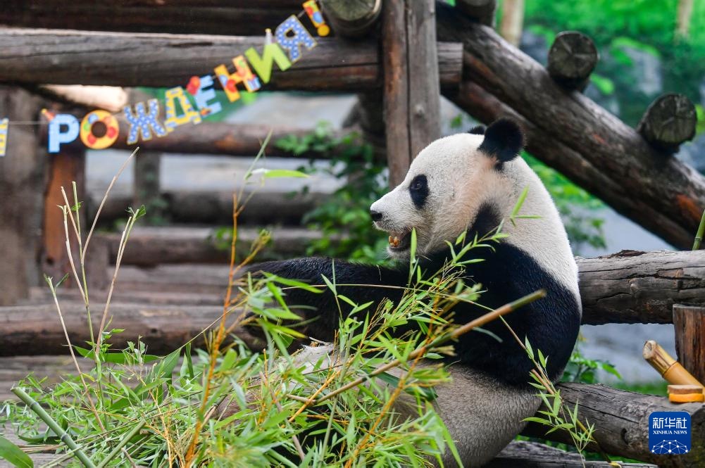 莫斯科动物园为旅俄大熊猫“如意”庆生