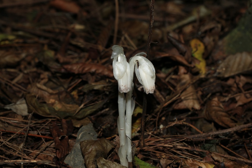 罕见!多次现身武汉地区 罕见!多次现身武汉地区