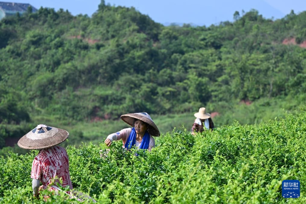 湖北来凤：藤茶富农兴产业