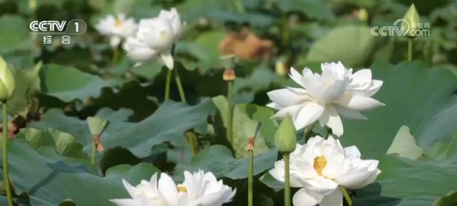 数据看变化 | 热度、消费双提升！上半年文旅市场多维增长