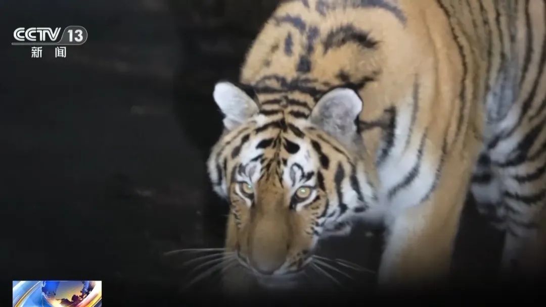 国道上，多人“偶遇”同一东北虎