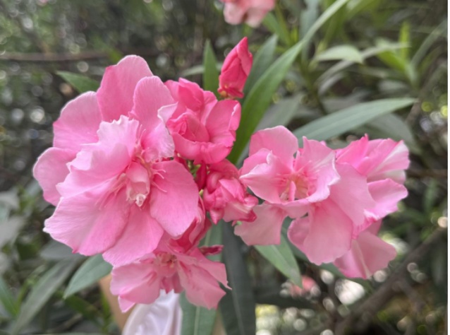 武汉多处出现！不要碰、不要吃