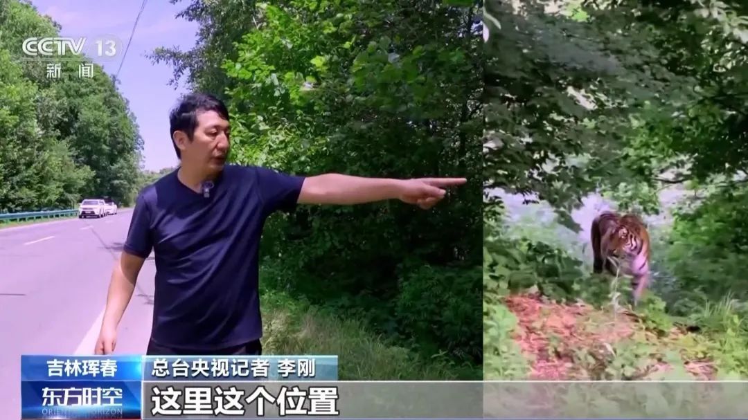 国道上，多人“偶遇”同一东北虎