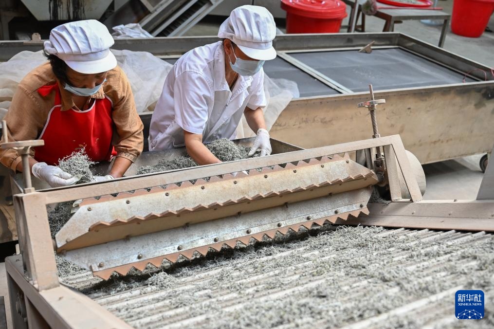 湖北来凤：藤茶富农兴产业