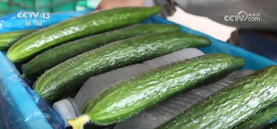 科技赋能抗旱保丰收 多地积极应对高温天气农业生产