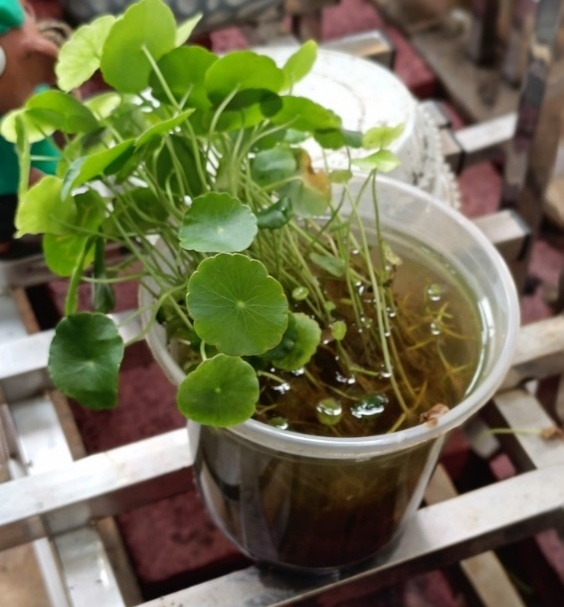 家里的这几个地方正悄悄“养”出花斑蚊 快自查→