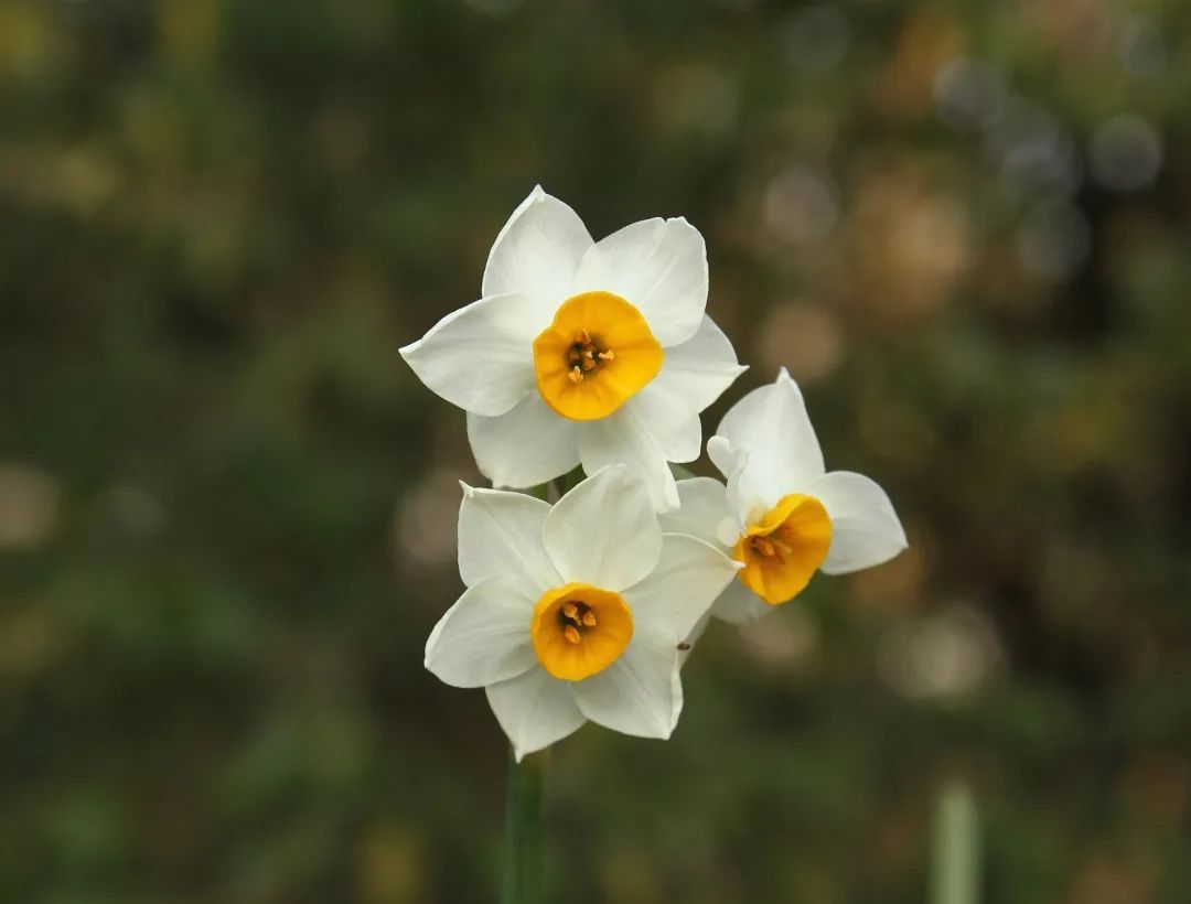 武汉多处出现！不要碰、不要吃