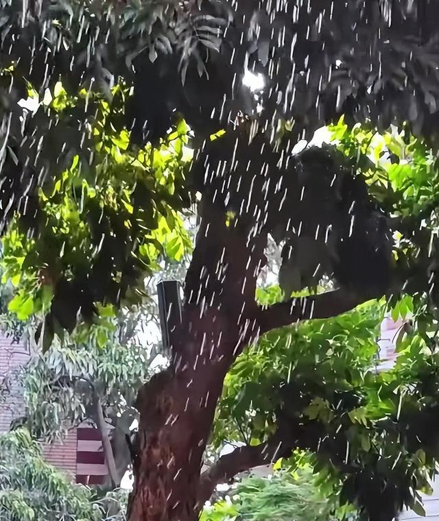 上海闹“蝉灾”,给山东人急得团团转 上海闹“蝉灾”,给山东人急得团团转