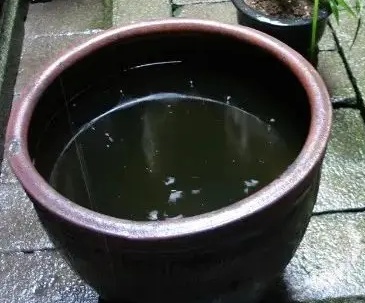 家里的这几个地方正悄悄“养”出花斑蚊 快自查→