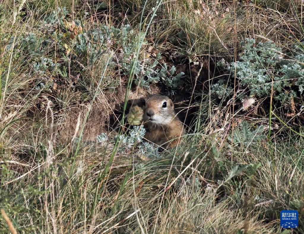 美丽中国丨壮美新疆乌苏古尔图