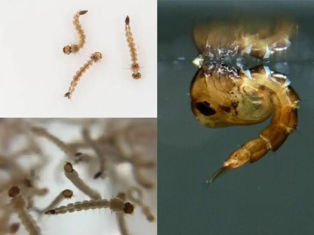 家里的这几个地方正悄悄“养”出花斑蚊 快自查→