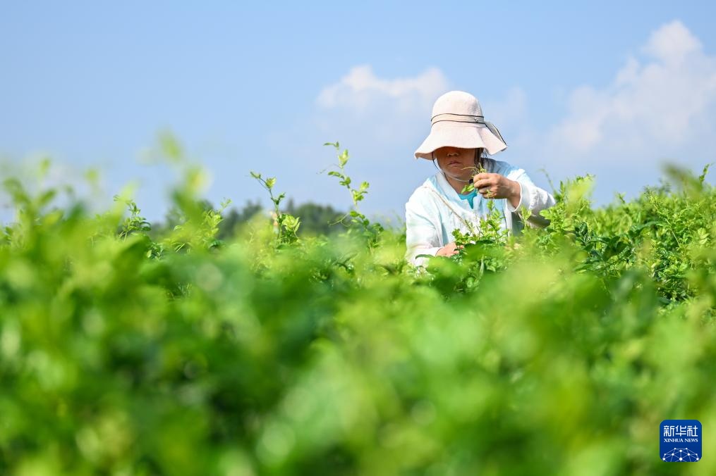 湖北来凤：藤茶富农兴产业