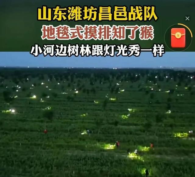 上海闹“蝉灾”,给山东人急得团团转 上海闹“蝉灾”,给山东人急得团团转