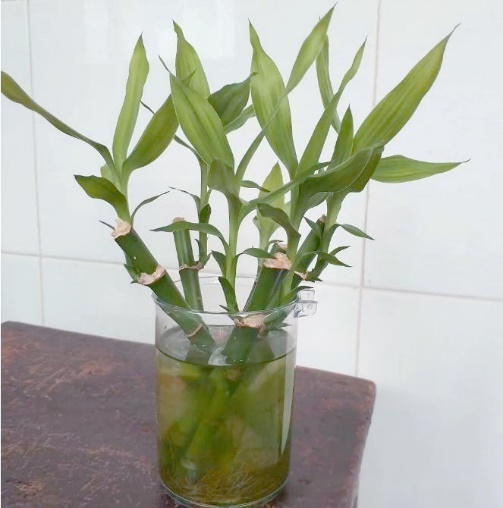 家里的这几个地方正悄悄“养”出花斑蚊 快自查→