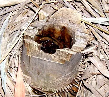 家里的这几个地方正悄悄“养”出花斑蚊 快自查→