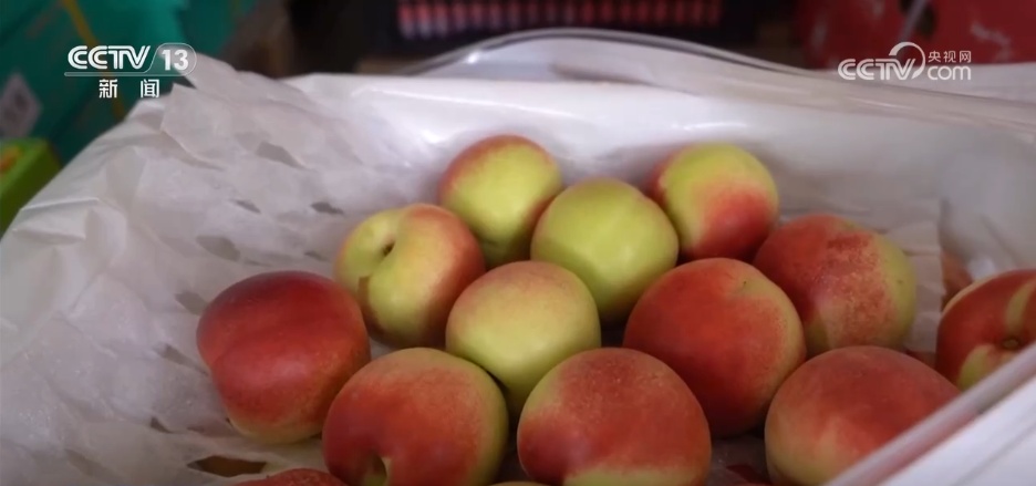 科技赋能抗旱保丰收 多地积极应对高温天气农业生产