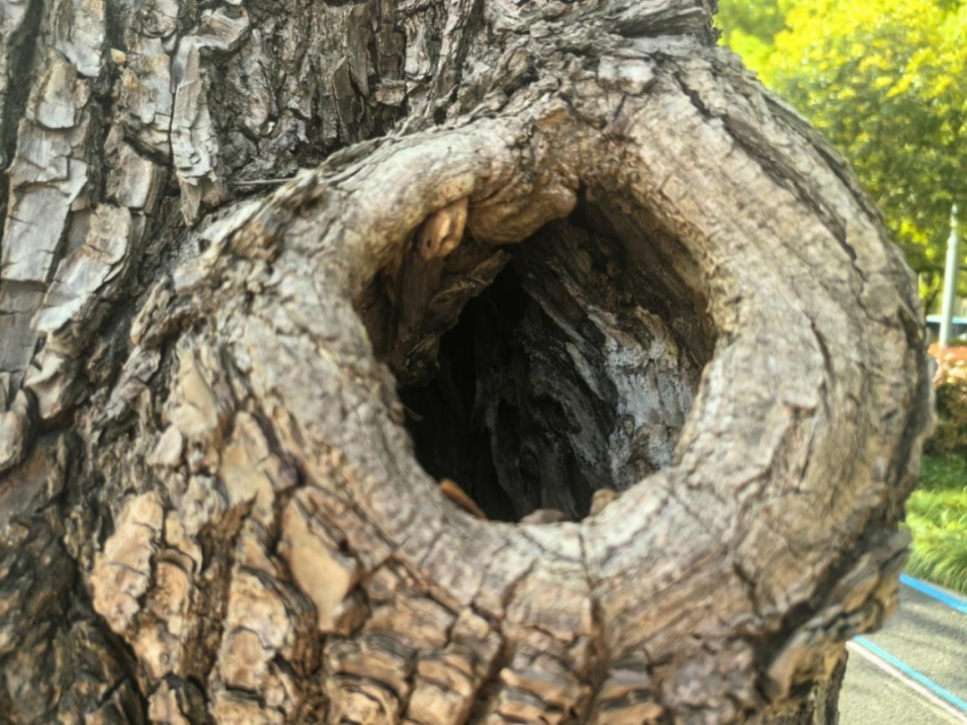 家里的这几个地方正悄悄“养”出花斑蚊 快自查→