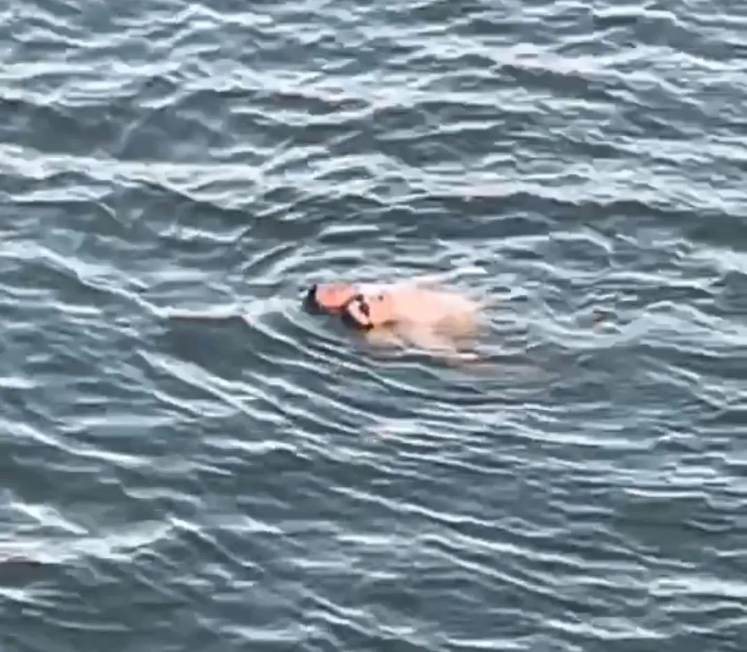 “海陆空”救人“三级跳”，尽燃八一军魂！