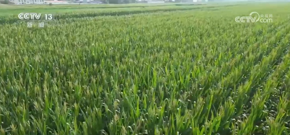 科技赋能抗旱保丰收 多地积极应对高温天气农业生产