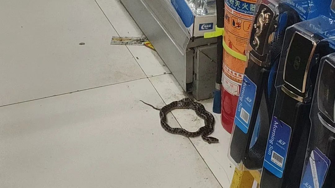 剧毒！杭州男子菜地里一回瞥吓懵了：1.5米，手臂般粗！