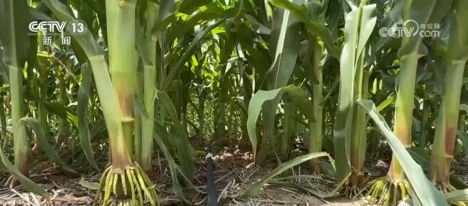 科技赋能抗旱保丰收 多地积极应对高温天气农业生产