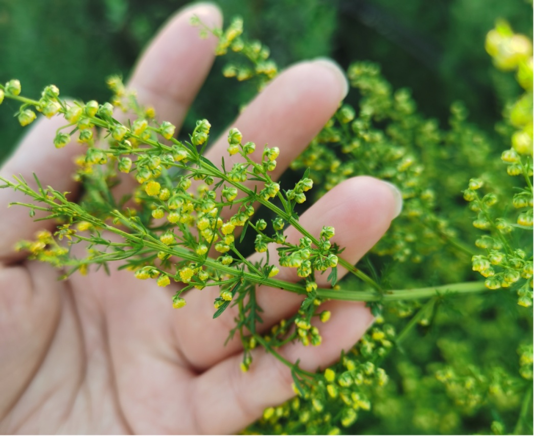 紧急提醒!戴口罩!戴口罩!呼和浩特进入高发季!严重时可致命!呼市人注意了 紧急提醒!戴口罩!戴口罩!呼和浩特进入高发季!严重时可致命!呼市人注意了