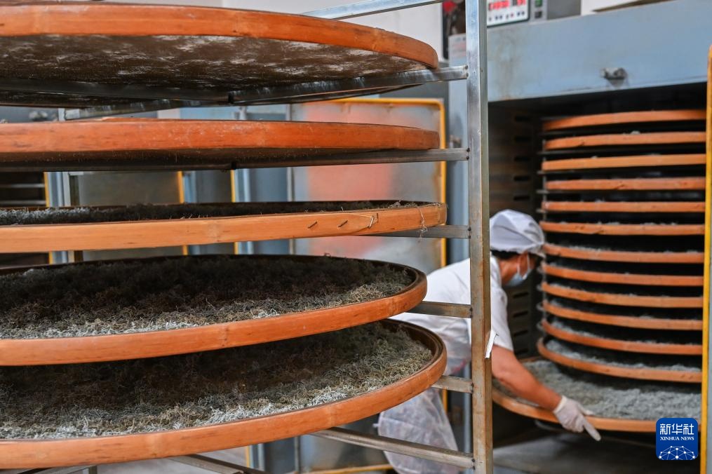 湖北来凤：藤茶富农兴产业