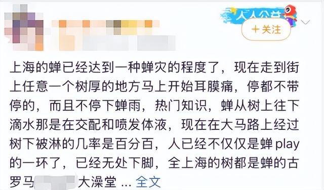 上海闹“蝉灾”,给山东人急得团团转 上海闹“蝉灾”,给山东人急得团团转