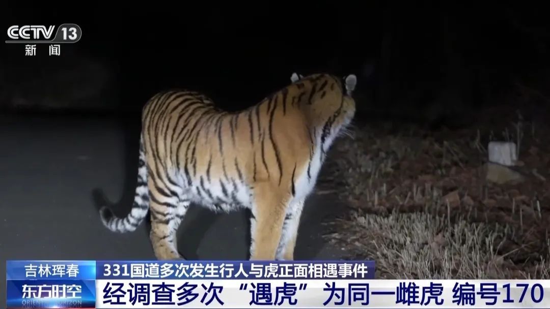 国道上，多人“偶遇”同一东北虎