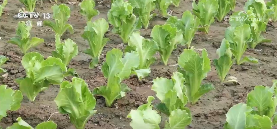 科技赋能抗旱保丰收 多地积极应对高温天气农业生产