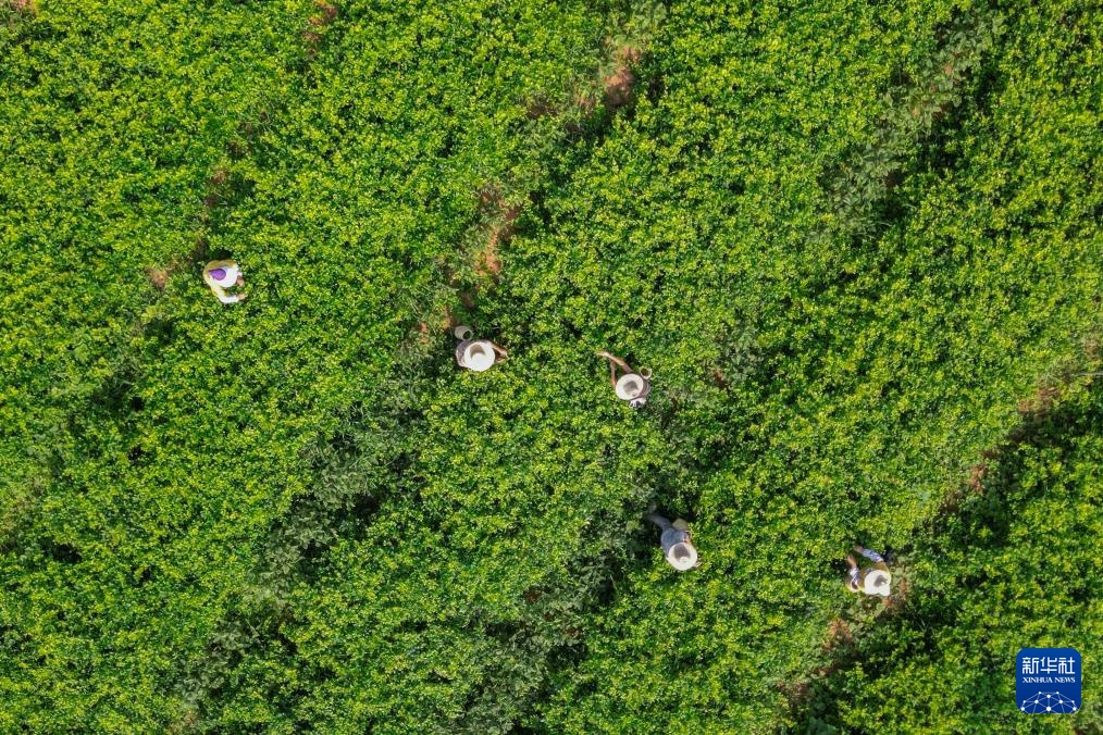 湖北来凤：藤茶富农兴产业