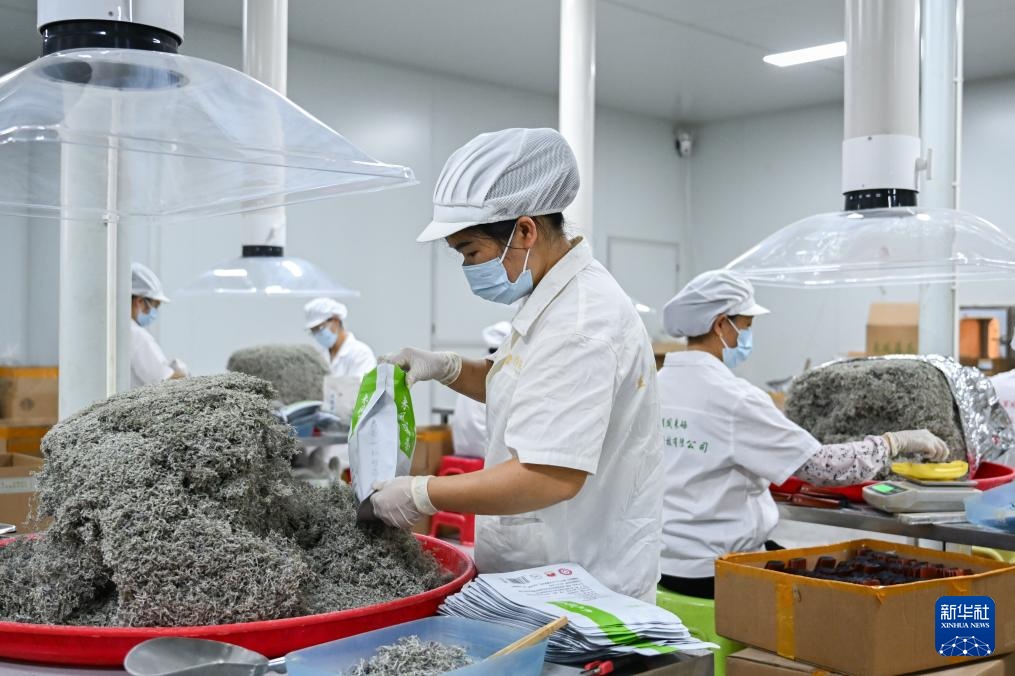 湖北来凤：藤茶富农兴产业