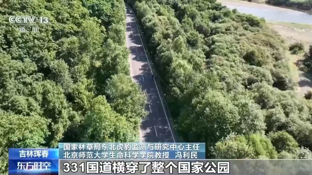 国道上，多人“偶遇”同一东北虎